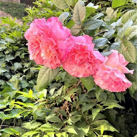 Au Refuge De La Basilique Apartamento *