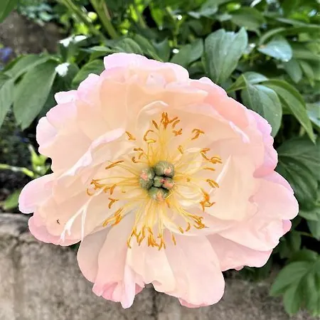 Au Refuge De La Basilique